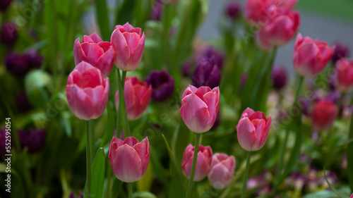 Beautiful of tulip flowers in the nature