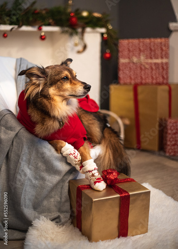 dog with socks sitting with gift on chair against  of Christmas fireplace  © Ksenia