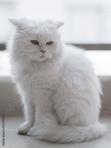 portrait of beautiful white cat © enginakyurt