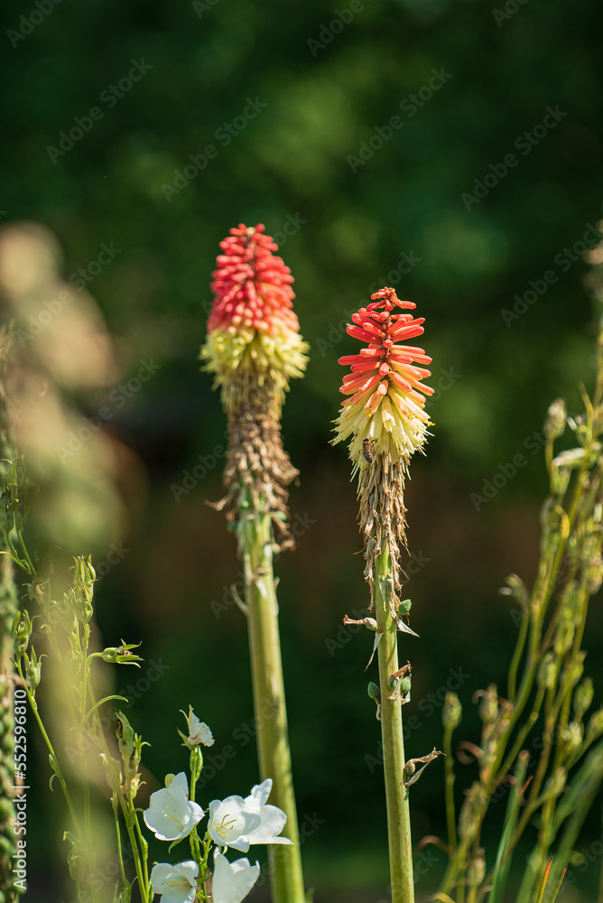 Kniphofia also called tritoma, red hot poker, torch lily, knofflers or poker plant, is a genus of flowering plants in the family Asphodelaceae. Kniphofia also called tritoma, red hot poker, torch lily, knofflers or poker plant, is a genus of flowering plants in the family Asphodelaceae.