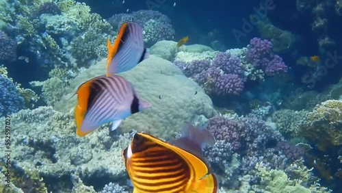 three butterfly fish eats a lilac crowned jellyfish in egypt