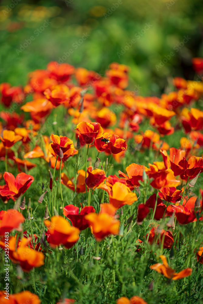 schscholzia californica, the California poppy schscholzia californica, the California poppy