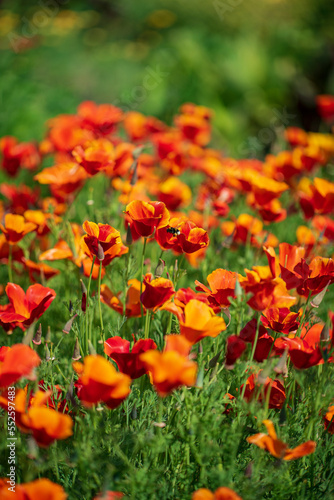 schscholzia californica, the California poppy