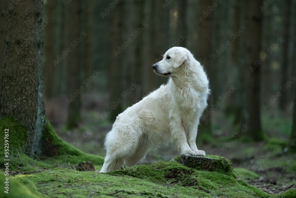 Fototapeta premium Chien de race golden retriever dans la forêt 