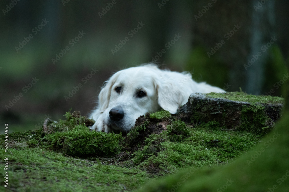 Chien de race golden retriever dans la forêt Chien de race golden retriever dans la forêt