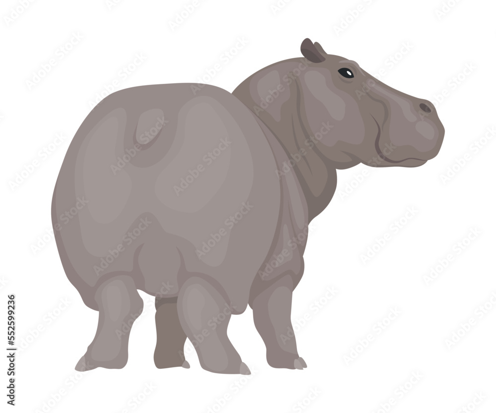 Hippo. Hippopotamus cartoon character. African animal, zoo and wildlife concept. Large gray wild creature standing on white background