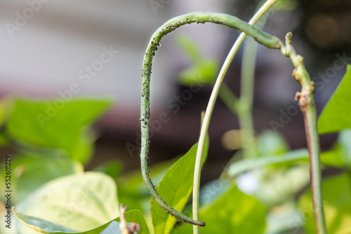 Aphid bugs infested fresh long yard bean in garden