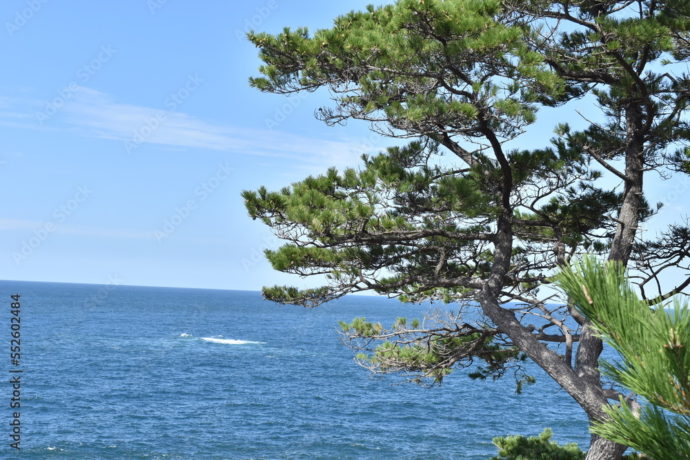 tree on the beach