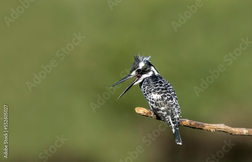 Pied Kingfisher ; Turkish name Pied kingfisher bird