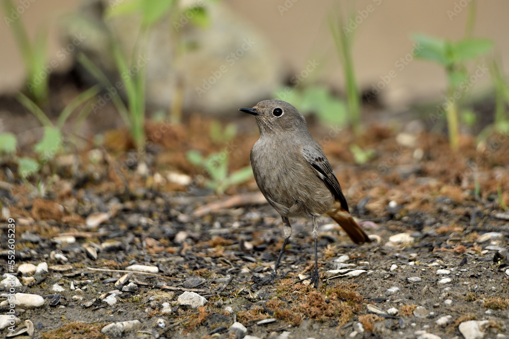colirrojo tizón hembra (Phoenicurus ochruros) comiendo en el suelo del parque. Marbella Andalucía España colirrojo tizón hembra (Phoenicurus ochruros) comiendo en el suelo del parque. Marbella Andalucía España