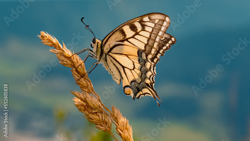 Papilio machaon, common yellow swallowtail butterfly, at the famous Schmittenhoehe summit, Zell am See, Salzburg, Austria photo