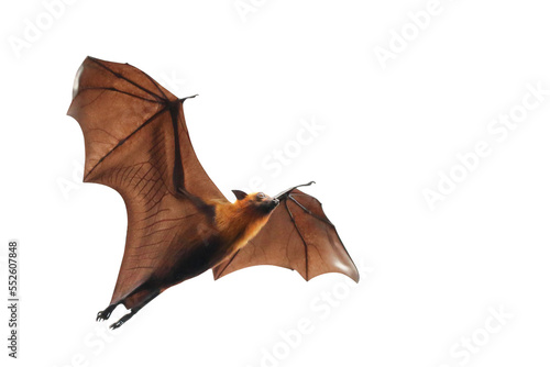 Bat flying isolated on transparent background png file