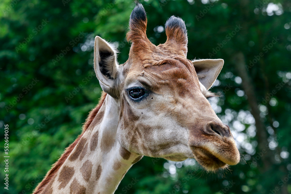Naklejka premium Close up of a giraffe in front of some green trees, looking at the camera.