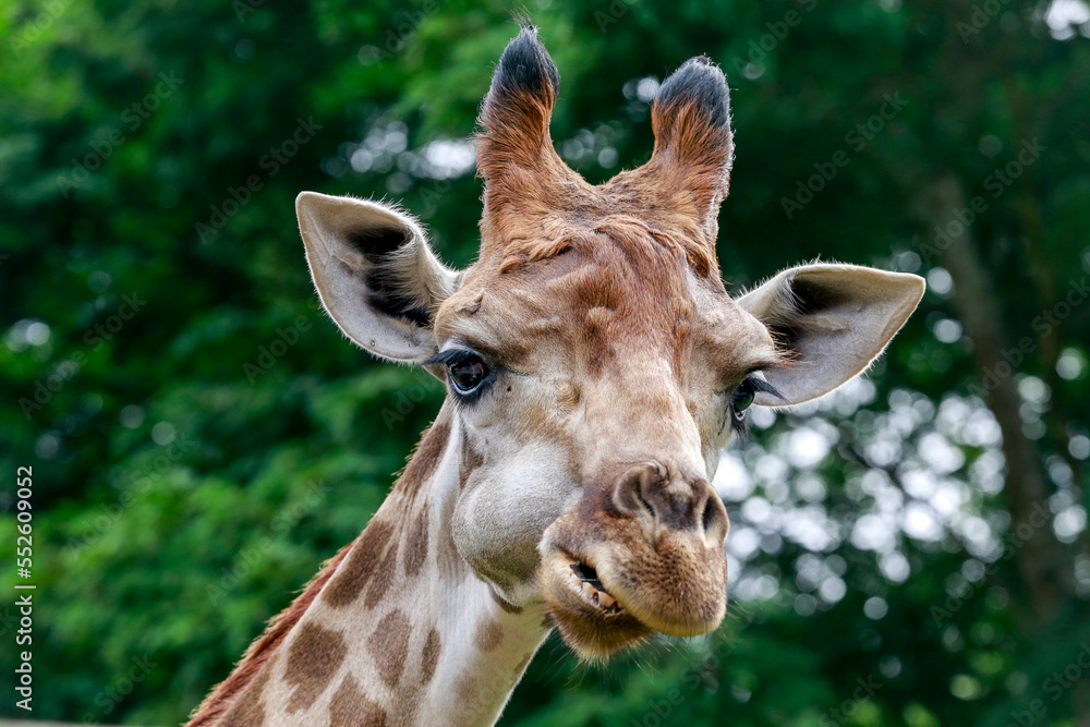 Close up of a giraffe in front of some green trees, looking at the camera. Close up of a giraffe in front of some green trees, looking at the camera.