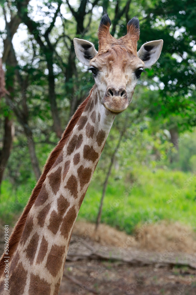 Close up of a giraffe in front of some green trees, looking at the camera. Close up of a giraffe in front of some green trees, looking at the camera.