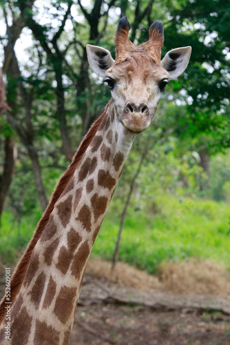 Close up of a giraffe in front of some green trees, looking at the camera. 