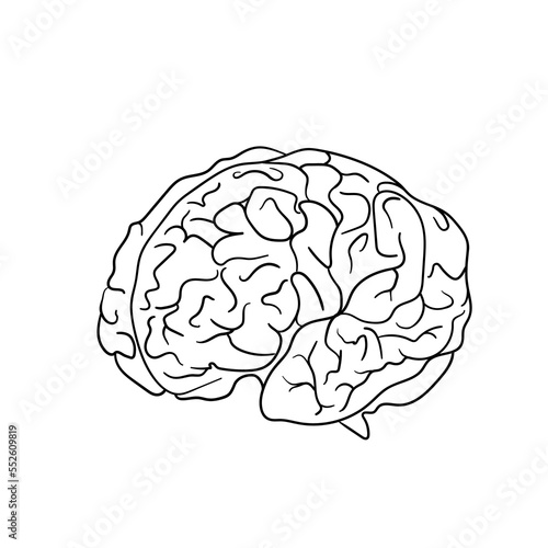 Human brain vector. Line drawing of a human brain. Hand draw object of anatomical human brain icon. Minimalist brain design isolated on white background. Outline brain
