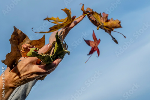 Female hands try to catch falling autumn leaves against the blue sky photo