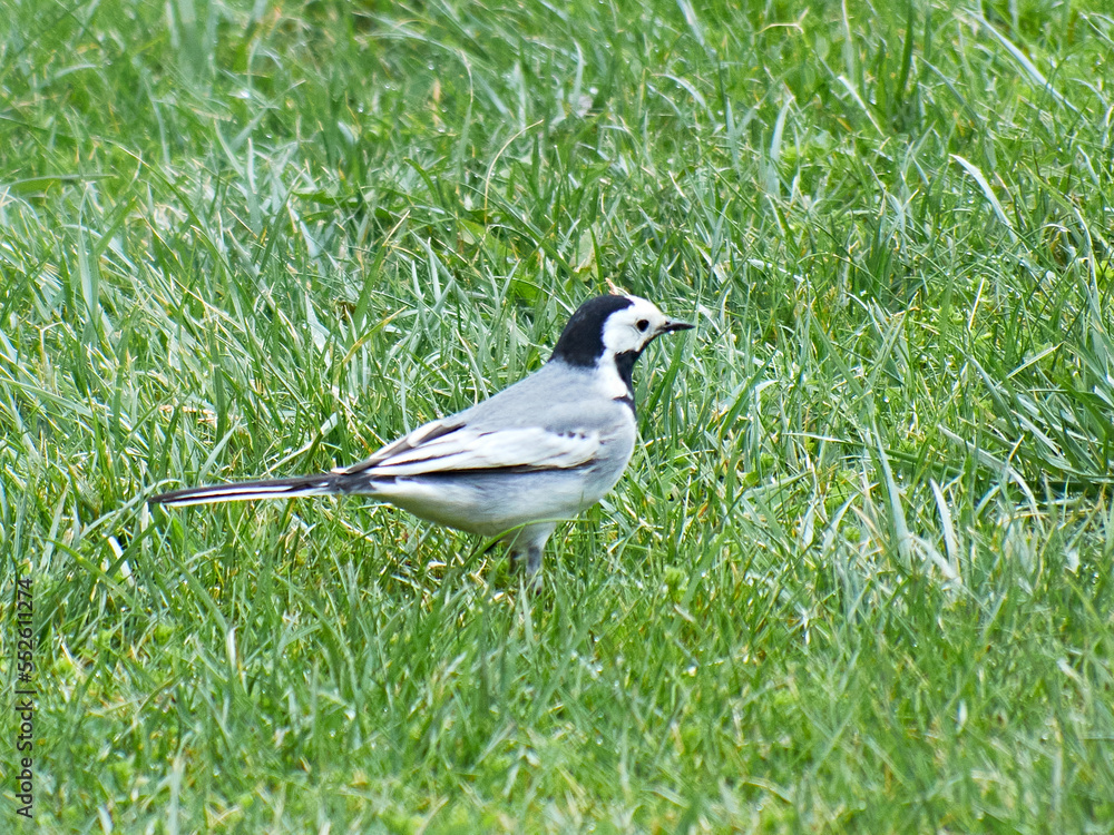 Wagtail. Motacilla. Wagtail on the grass. Wagtail. Motacilla. Wagtail on the grass.