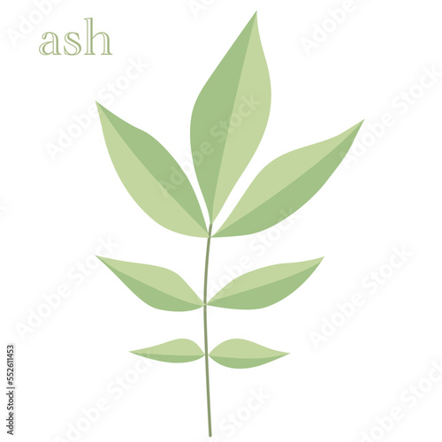 Leaves of the ash tree with vector