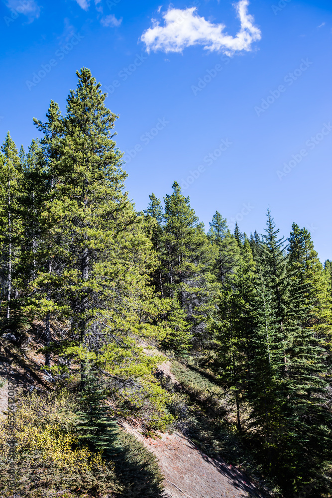 The wooded slopes The wooded slopes