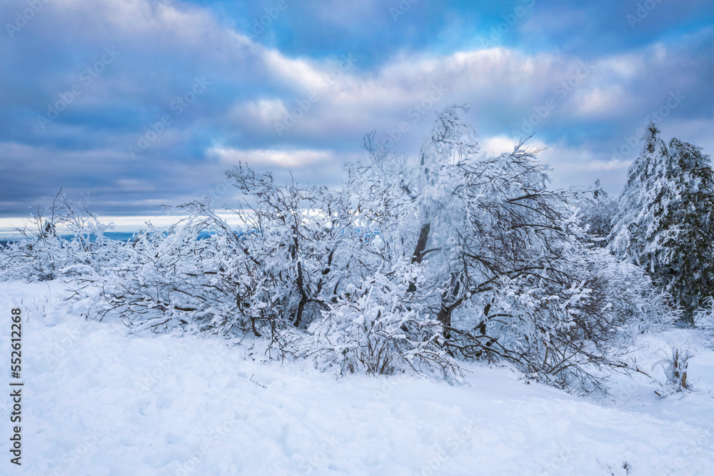 Trees covered with snow on the Großer Feldberg in the Taunus/ Germany Trees covered with snow on the Großer Feldberg in the Taunus/ Germany
