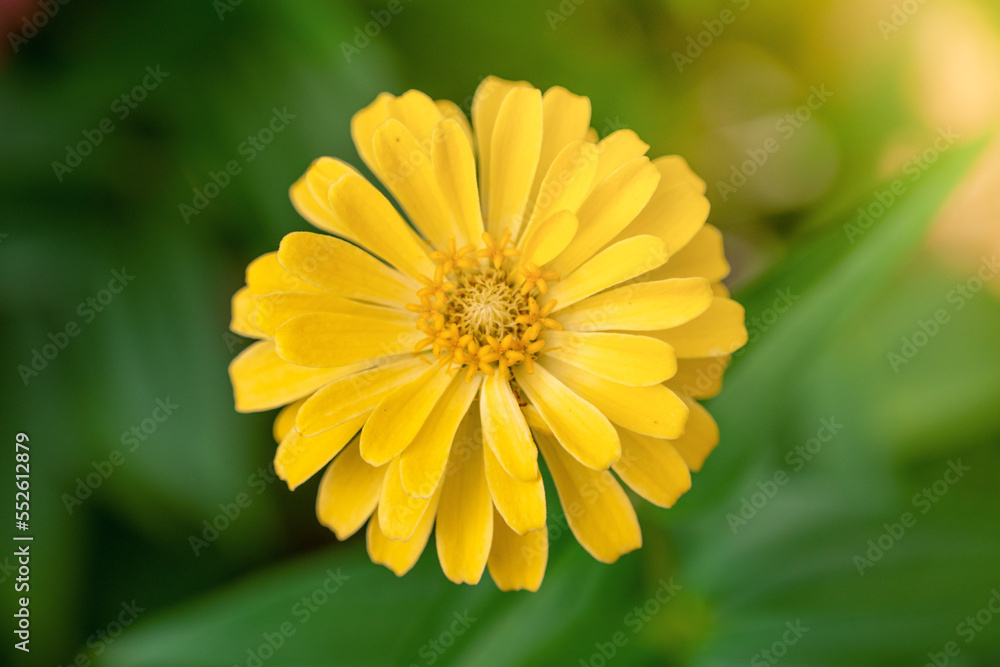Fototapeta premium yellow flower in the garden