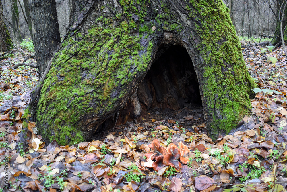 Mossy tree with a hollow in the autumn forest with fallen leaves Mossy tree with a hollow in the autumn forest with fallen leaves