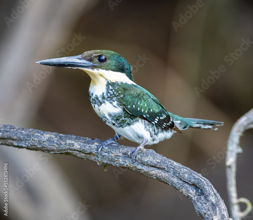 Green Kingfisher photo