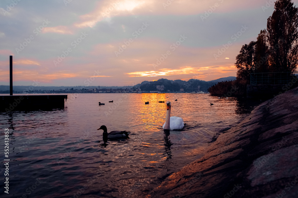 sunset on the lake with swan and duck