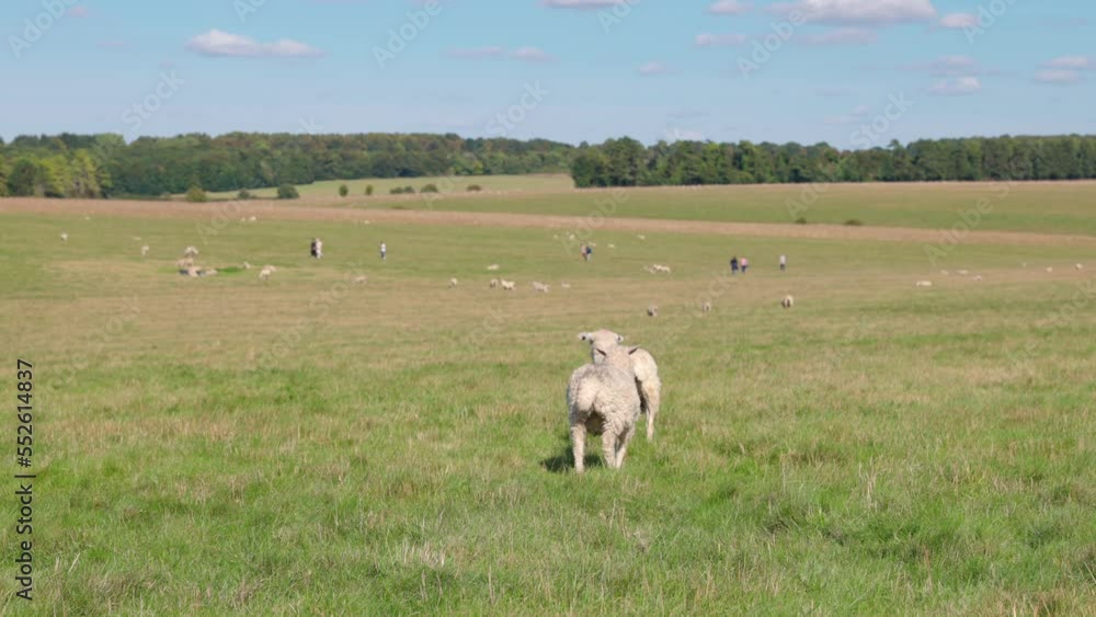 Couple of sheep walking around grass, freely in England Couple of sheep walking around grass, freely in England