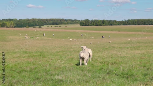 Couple of sheep walking around grass, freely in England photo