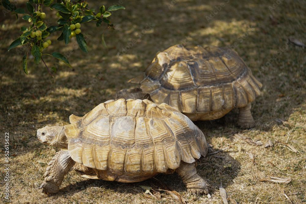 Fototapeta premium Two Giant turtles, dipsochelys gigantea in Reading, UK. 