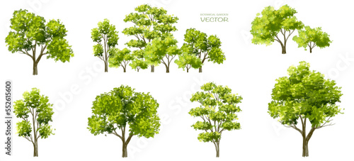 Abstract vector watercolor  tree or forest side view isolated on white background for landscape and architecture drawing elements for environment and garden botanical for section and elevation