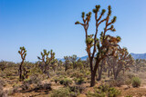 Joshua tree in the Arizona desert.