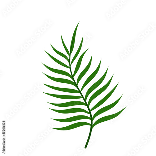 Tropical Leaf Illustration