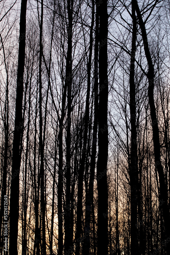 Fototapeta premium View of bare trees in the forest