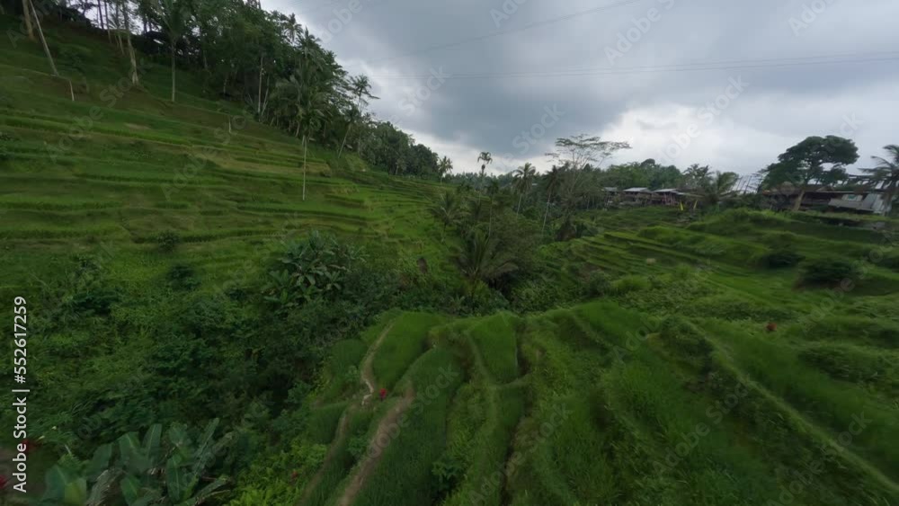 Asian countryside tropical greenery jungle level steps rice field row between palm tree nature landscape aerial low view. Travel people walking exotic architecture house FPV sports drone low shot 4k