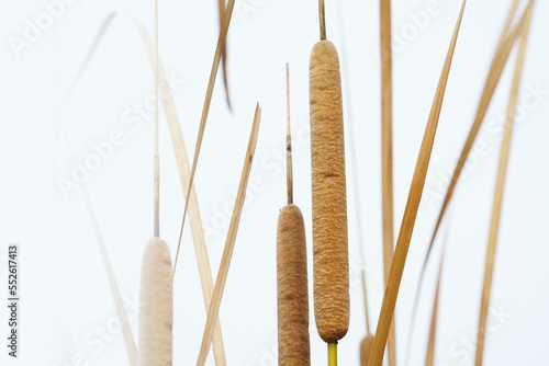 Фотография Cattails bulrush beside river