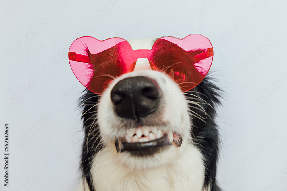 St. Valentine's Day concept. Funny puppy dog border collie in red heart shaped glasses isolated on white background. Lovely dog in love celebrating valentines day. Love lovesick romance postcard - obrazy, fototapety, plakaty 
