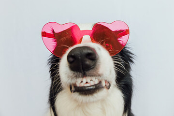 St. Valentine's Day concept. Funny puppy dog border collie in red heart shaped glasses isolated on white background. Lovely dog in love celebrating valentines day. Love lovesick romance postcard