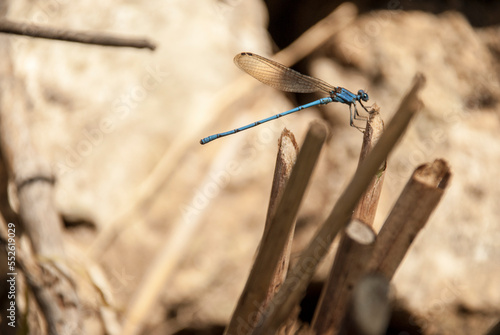 A close-up of a blue Dragonfly. photo