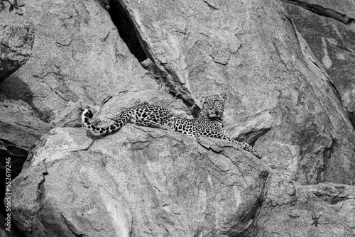 Mono leopard on rocky ledge staring up