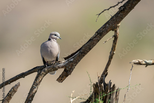 Ring-necked dove on dead branch turning head