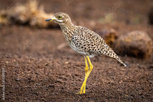 Spotted thick-knee stands on ground bending leg photo