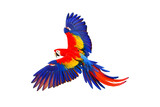 Colorful macaw parrot flying isolated on transparent background.