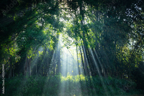 sun rays through the forest