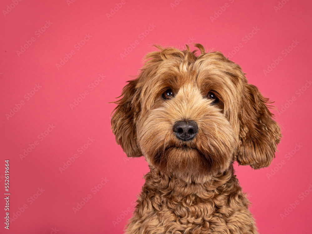 Landscape head shot of brown Cobberdog aka labradoodle dog. Looking friendly towards camera. Isolated on a brown background. Landscape head shot of brown Cobberdog aka labradoodle dog. Looking friendly towards camera. Isolated on a brown background.