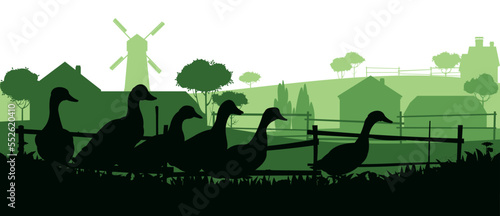 Ducks graze in pasture. Picture silhouette. Farm pets. Domestic poultry. Rural landscape with farmer house. Isolated on white background. Vector