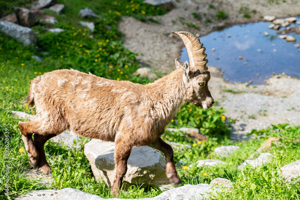 stambecco intorno al lago